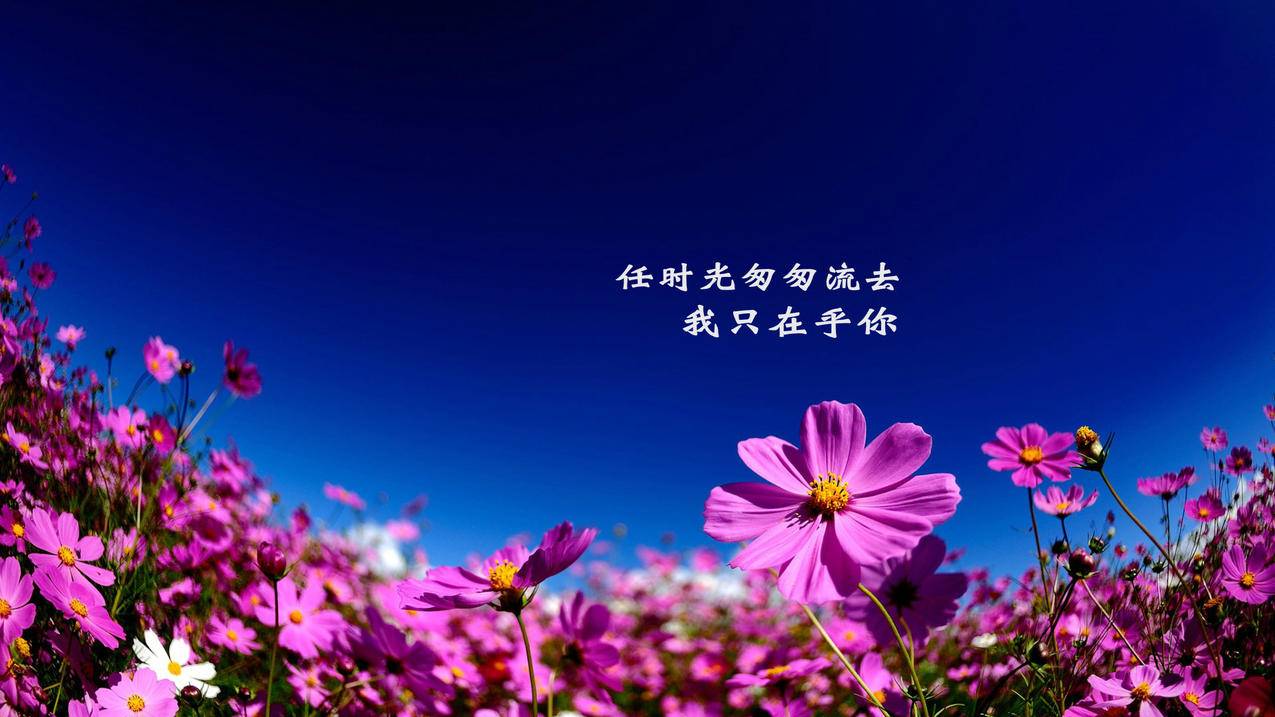 网红商城